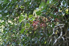 Medinilla malabarica